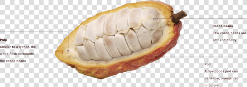 Transparent Cocoa Bean Png   Inside The Cocoa Bean  Png DownloadTransparent PNG