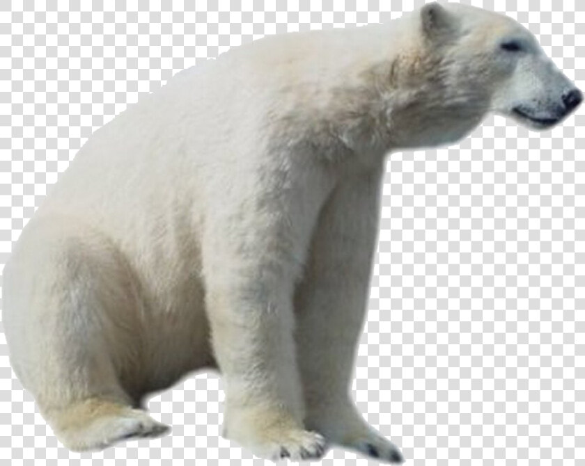 Polar Bear Png Hd   Transparent Polar Bear Png  Png DownloadTransparent PNG