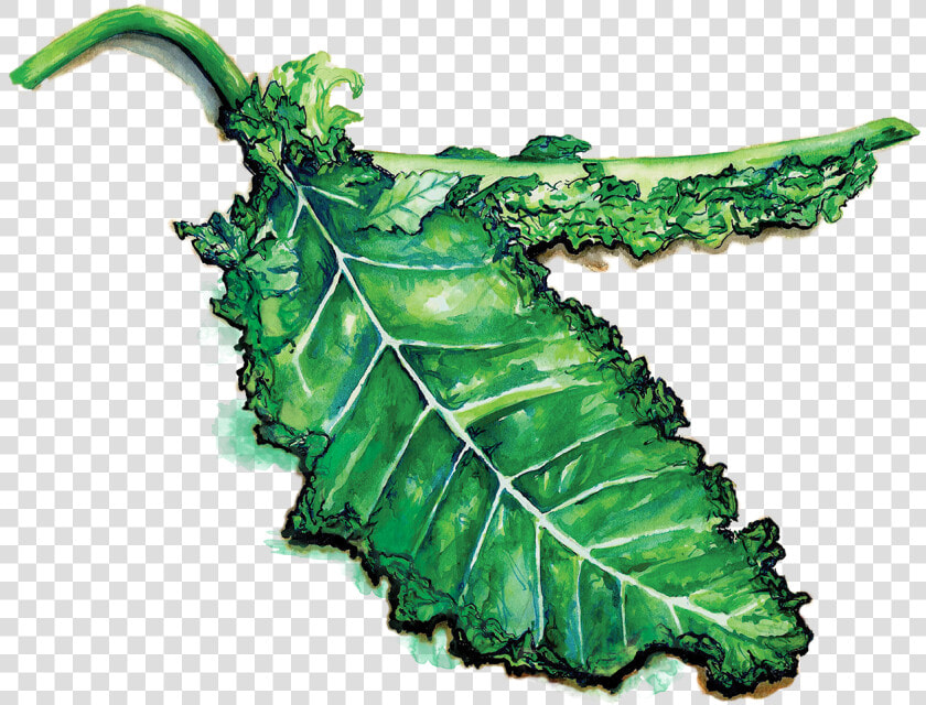 Kale  HD Png DownloadTransparent PNG