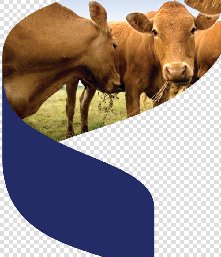 Cows Brown  HD Png DownloadTransparent PNG