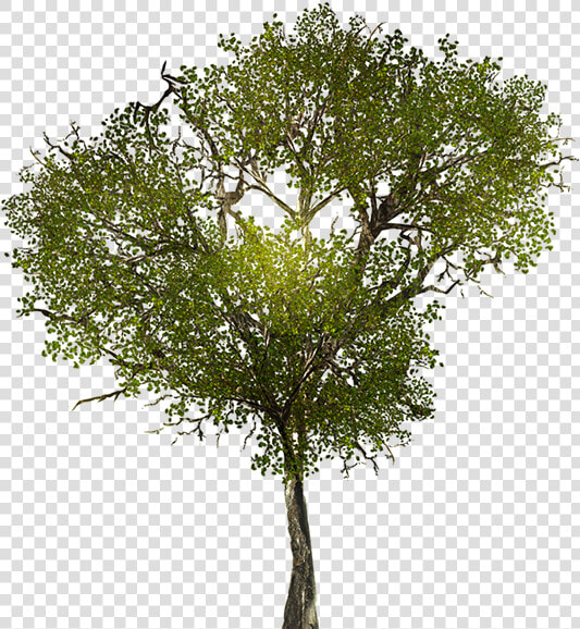 Transparent Tree Branches Png   Tree Png Texture  Png DownloadTransparent PNG