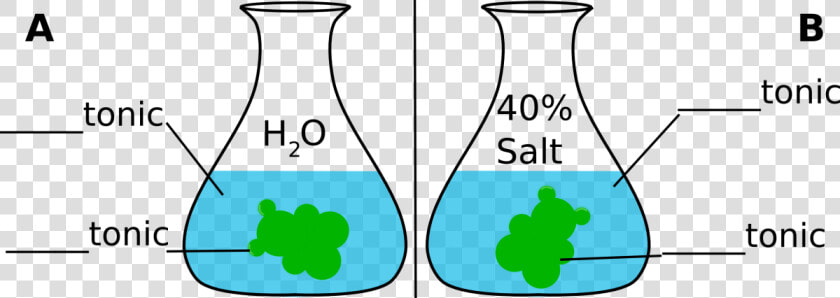 Gummy Bear In Salt Water Diagram Experiment   Gummy Bear Osmosis Test  HD Png DownloadTransparent PNG