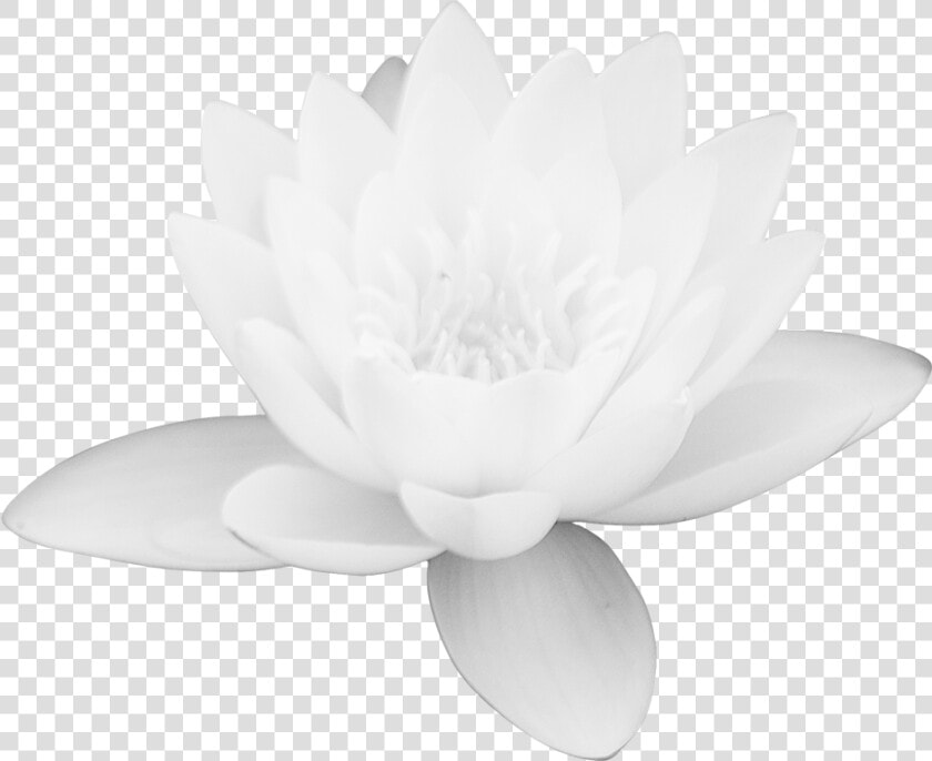 Lotus Flower Png Images Free Download Png Library   Free Download White Lotus Flower  Transparent PngTransparent PNG