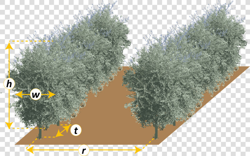 Thuya  HD Png DownloadTransparent PNG