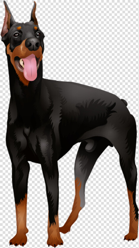 Doberman Vector Wild Dog   Doberman Standing Png  Transparent PngTransparent PNG