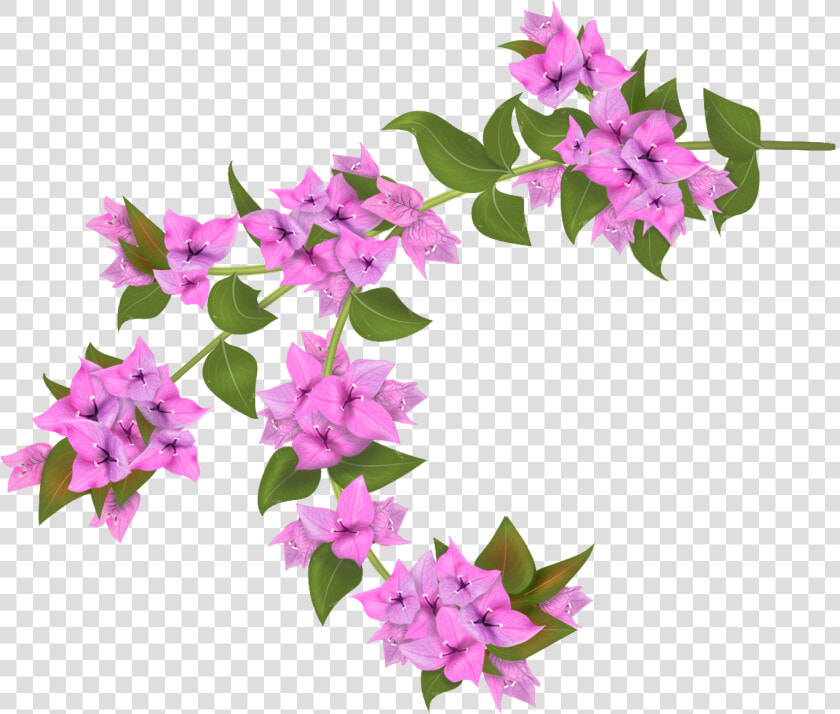 Bougainvillea Drawing Botanical Illustration   Bougainvillea Flower Transparent Background  HD Png DownloadTransparent PNG