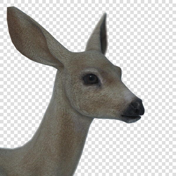 Roe Deer  HD Png DownloadTransparent PNG