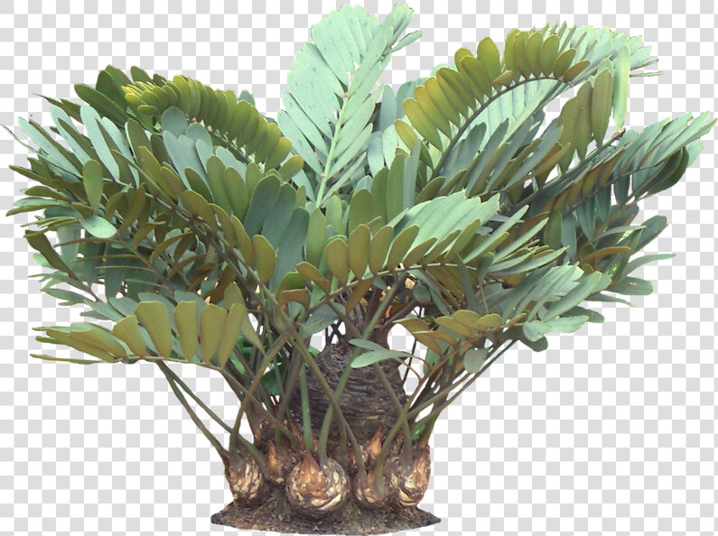 A Potted Trpoical Plant   Zamia Plant Png  Transparent PngTransparent PNG