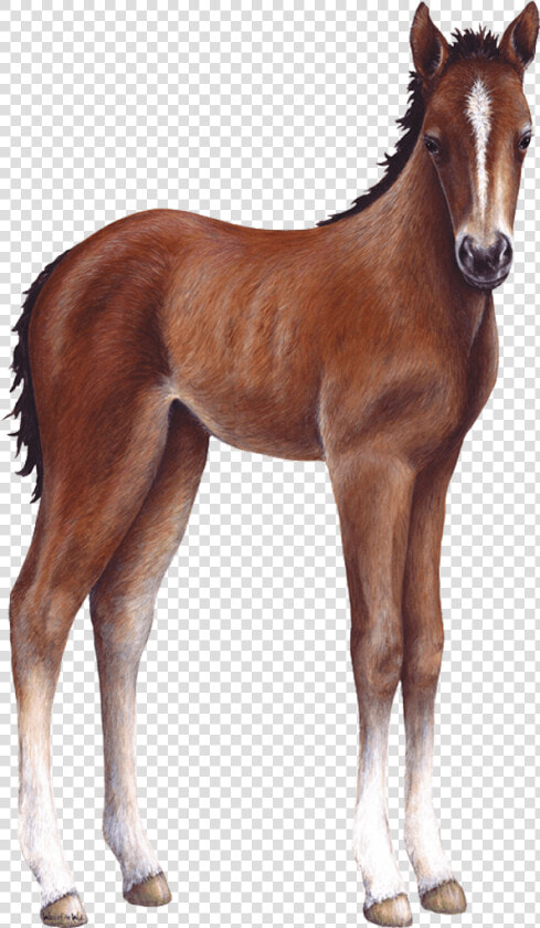 Foal Png   Farm Animal  Transparent PngTransparent PNG
