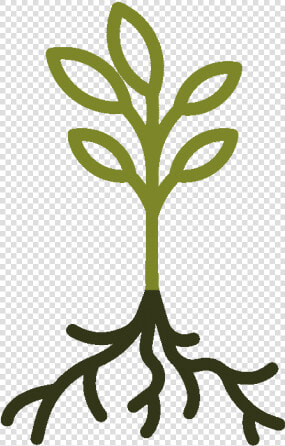 Raíz De Una Planta  HD Png DownloadTransparent PNG
