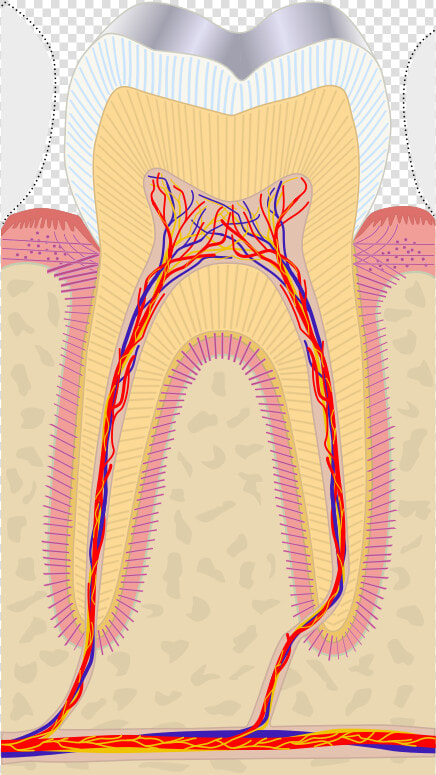 Dental Pulp Cap  HD Png DownloadTransparent PNG