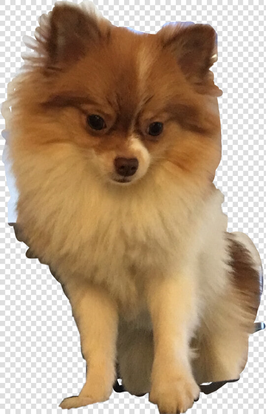  dog  pomeranian  cute  freetoedit   German Spitz Klein  HD Png DownloadTransparent PNG