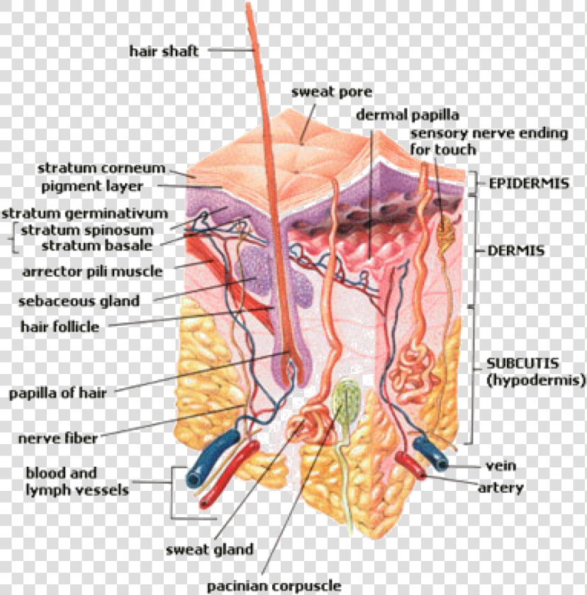 Transparent Blood Vessels Png   Pore In The Skin  Png DownloadTransparent PNG