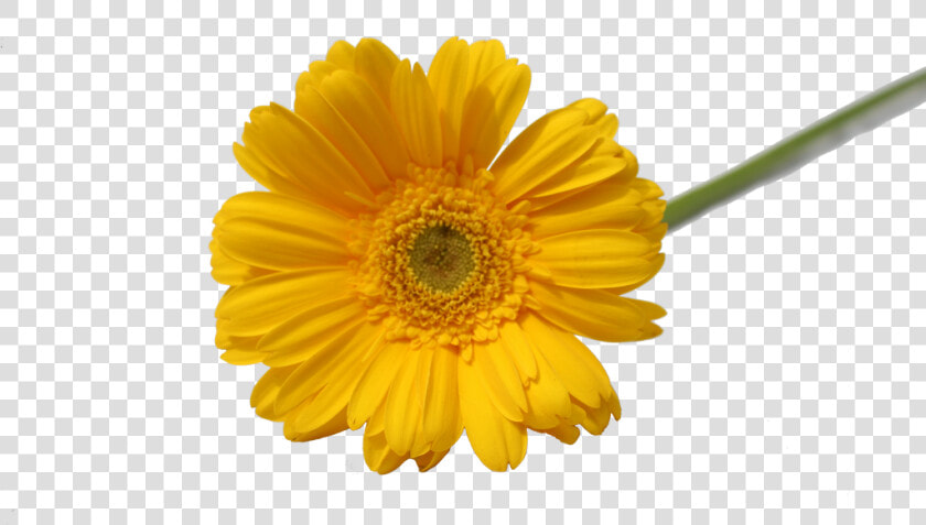 Transparent Yellow Flower Png   Gerbera Yellow Flower Png  Png DownloadTransparent PNG
