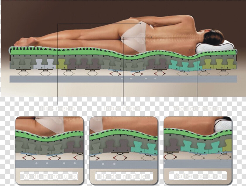 Leticia Matress Modules   Animal  HD Png DownloadTransparent PNG