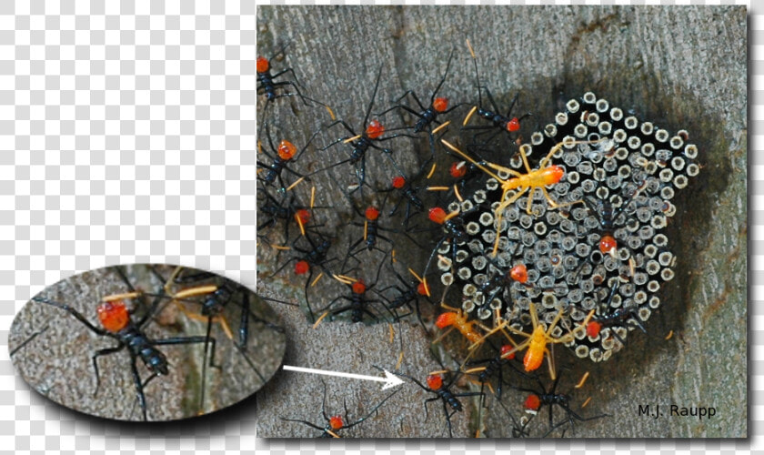 Gorgeous Wheel Bug Nymphs Cluster Near Eggs From Which  HD Png DownloadTransparent PNG