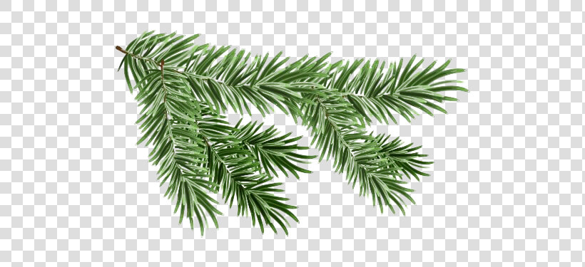 Pine Branch Png Free Download   Pine Tree Branch Png  Transparent PngTransparent PNG