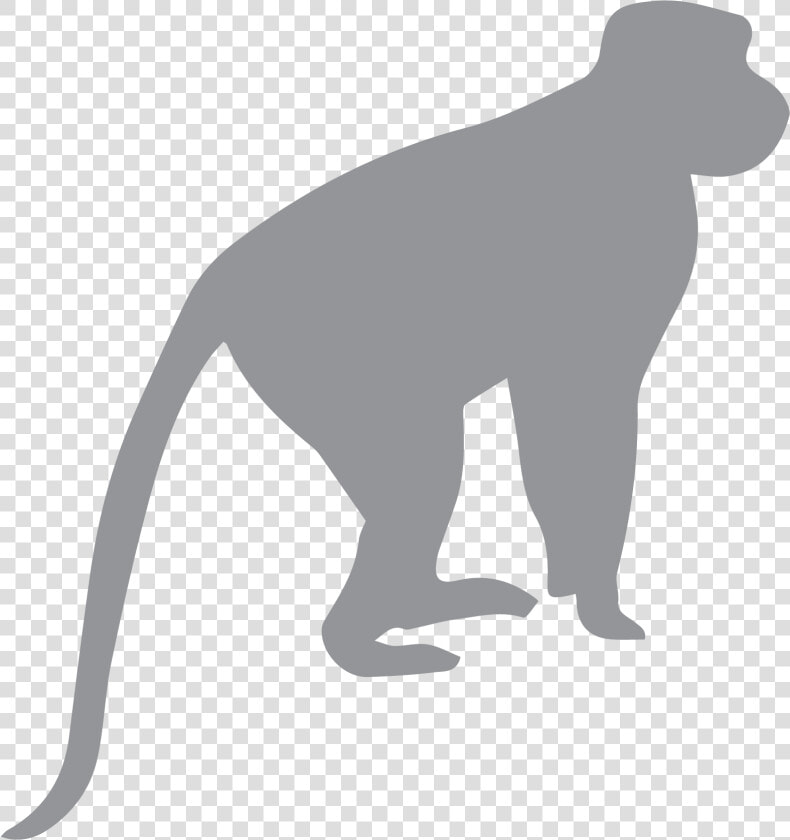 Install Rope Or Pole Bridges Primate Conservation   Did We Come From Monkeys  HD Png DownloadTransparent PNG