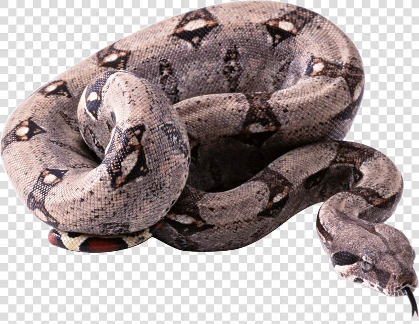 Transparent Snake   Python Snake Png  Png DownloadTransparent PNG