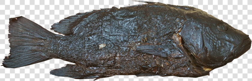 Gulf Flounder  HD Png DownloadTransparent PNG