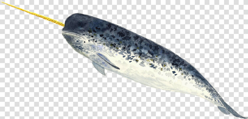 A Narwhal   Narwhal Png Transparent  Png DownloadTransparent PNG