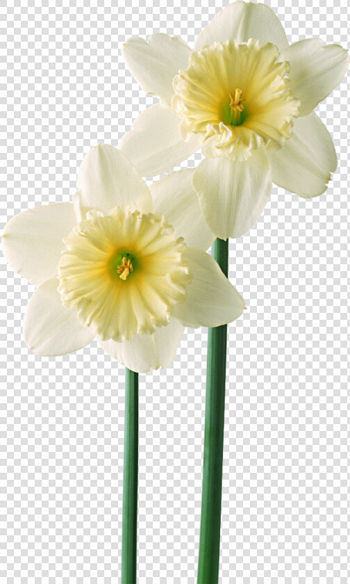 Flor Mes De Nacimiento Narcisos   Green Flower Mobile Wallpaper Hd  HD Png DownloadTransparent PNG