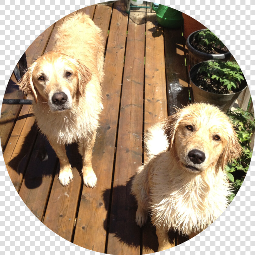 Img 0327   Companion Dog  HD Png DownloadTransparent PNG