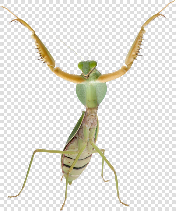 Mantis Png   Praying Mantis Transparent Background  Png DownloadTransparent PNG