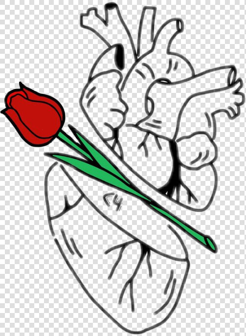 Sunflower Drawing Tumblr   Drawing  HD Png DownloadTransparent PNG