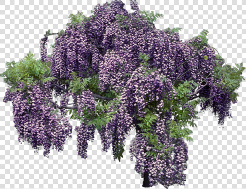 Lavender Transparent Background   Transparent Wisteria Png  Png DownloadTransparent PNG