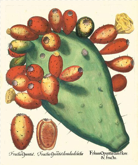 Picture Of Prickly Pear Besler Hortus Eystettensis   Basilius Besler The Book Of Plants  HD Png DownloadTransparent PNG