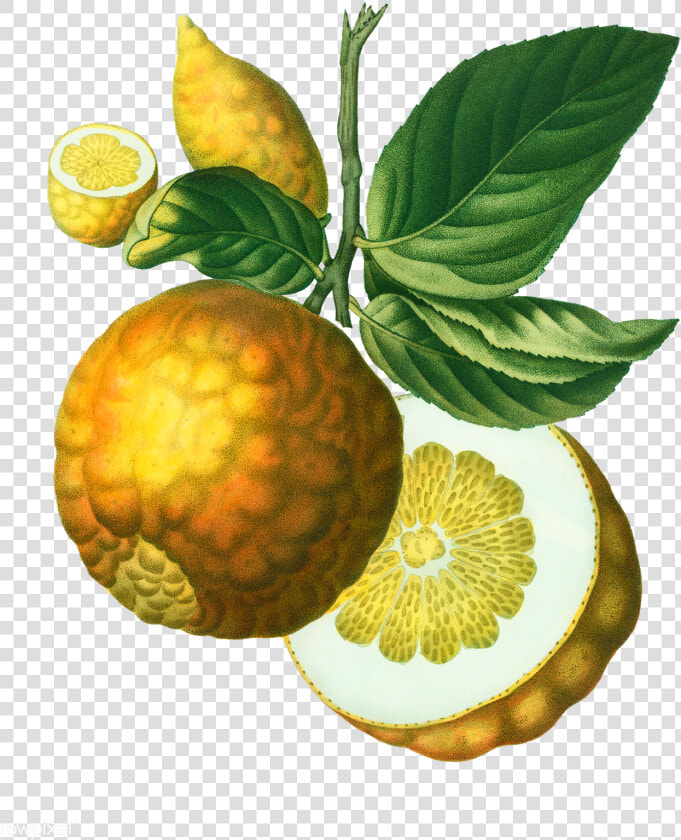 Vintage Lemon Png   Citrus Adam  39 s Apple  Transparent PngTransparent PNG