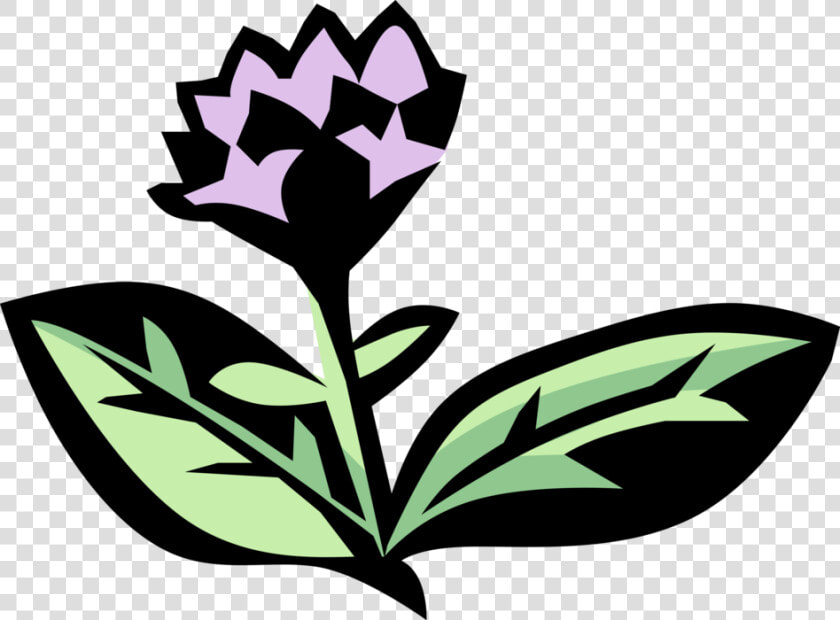 Oregano Aromatic Spice Image  HD Png DownloadTransparent PNG