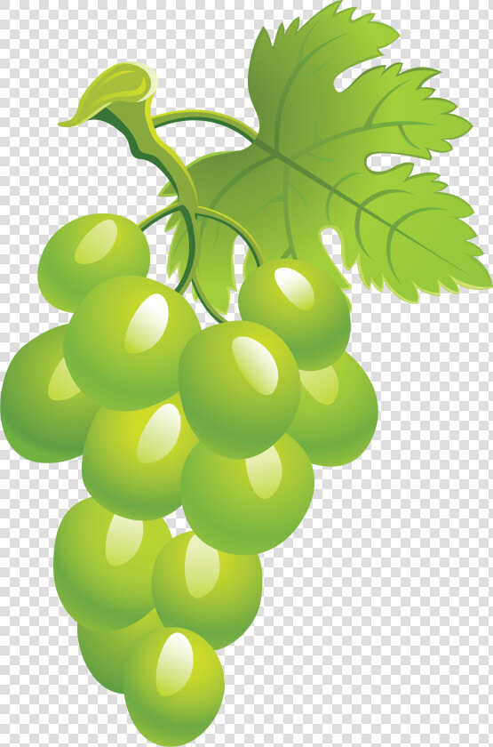 Grapes Clipart Green Grape Picture Png Image   Sultana  Transparent PngTransparent PNG