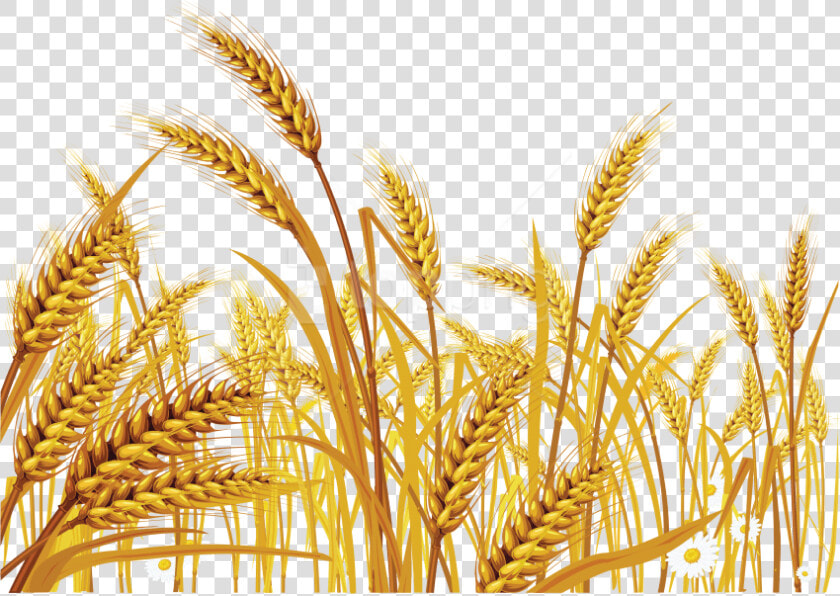 Free Png Download Wheat Png Images Background Png Images   Wheat Grass Clip Art  Transparent PngTransparent PNG