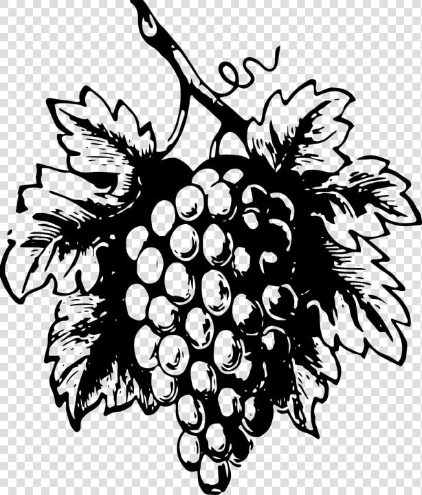 Grapes  Drawing  Design  Nature  Food  Sketch  Ripe   Govt Of Sikkim Logo  HD Png DownloadTransparent PNG