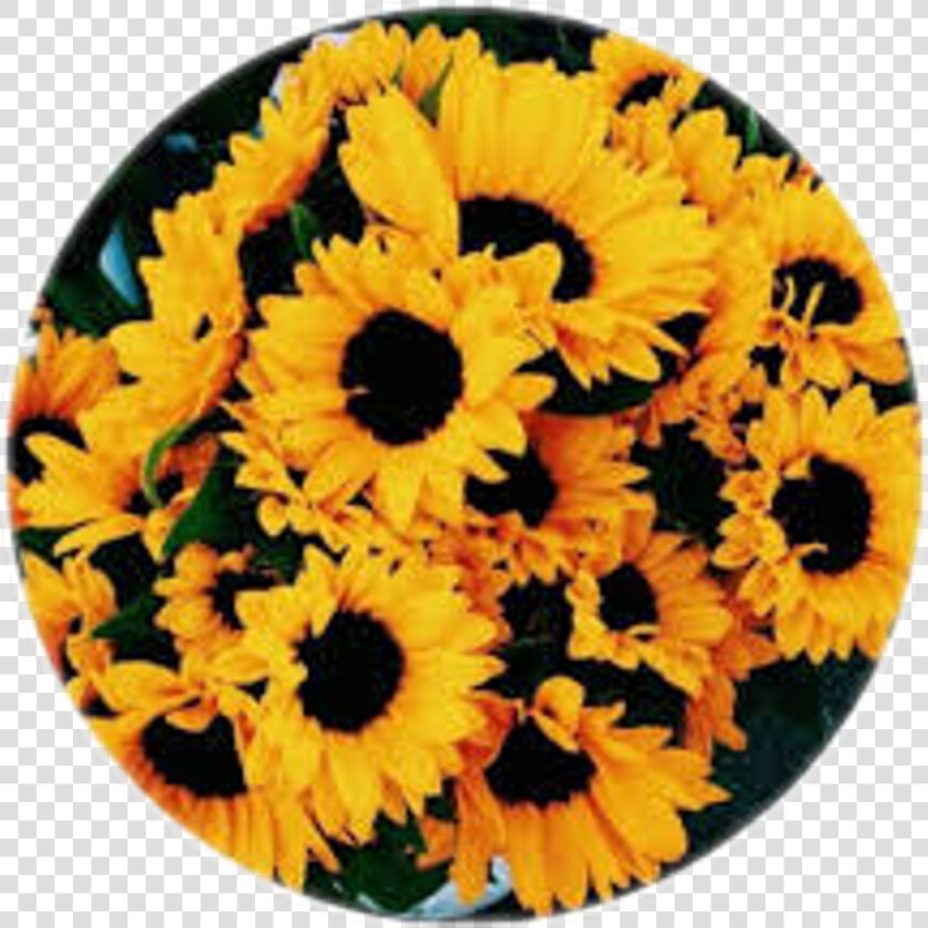 Circle Circulo Girasol Girasoles Flor   Yellow Flowers Background  HD Png DownloadTransparent PNG