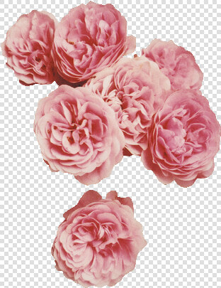 Hipster Floral  HD Png DownloadTransparent PNG