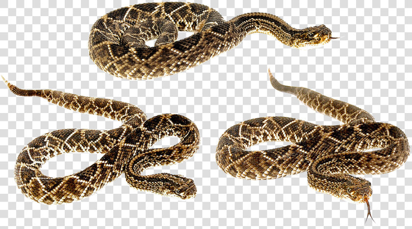 Snake  Terrarium  Bastards  Animals  Camo  Venomous   Snake Tail  HD Png DownloadTransparent PNG