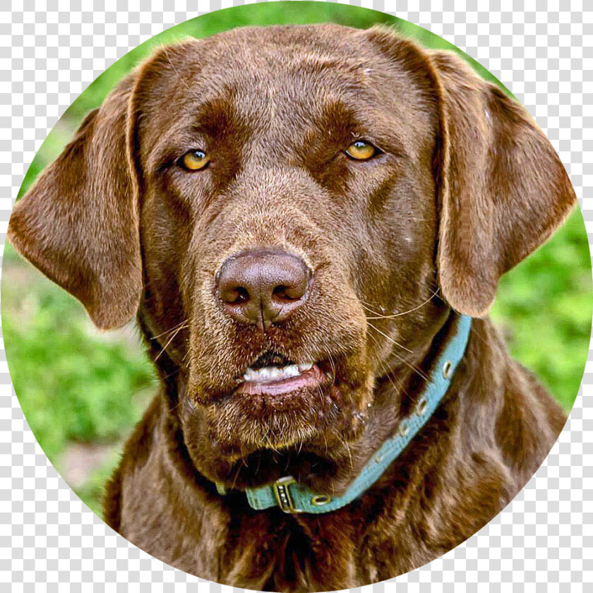 Goldendoodle Png   1 600   Labrador Retriever  Transparent PngTransparent PNG