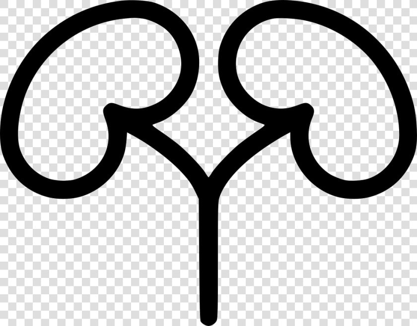 Kidneys  HD Png DownloadTransparent PNG