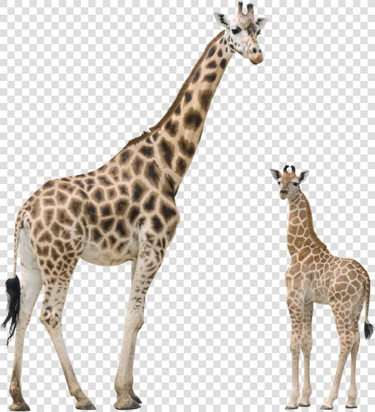 Download Giraffe Png Transparent Images Transparent   Giraffe Png  Png DownloadTransparent PNG