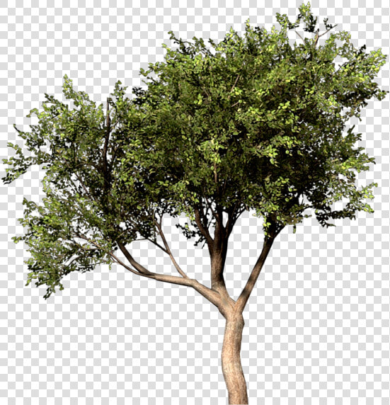 Arbre Photoshop Png  Transparent PngTransparent PNG
