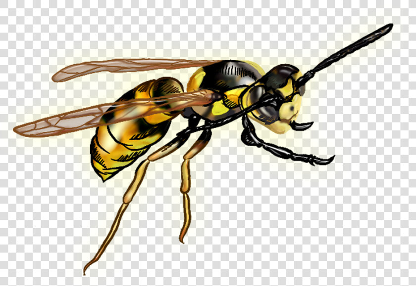 Wasp Png   Wasp With Clear Background  Transparent PngTransparent PNG