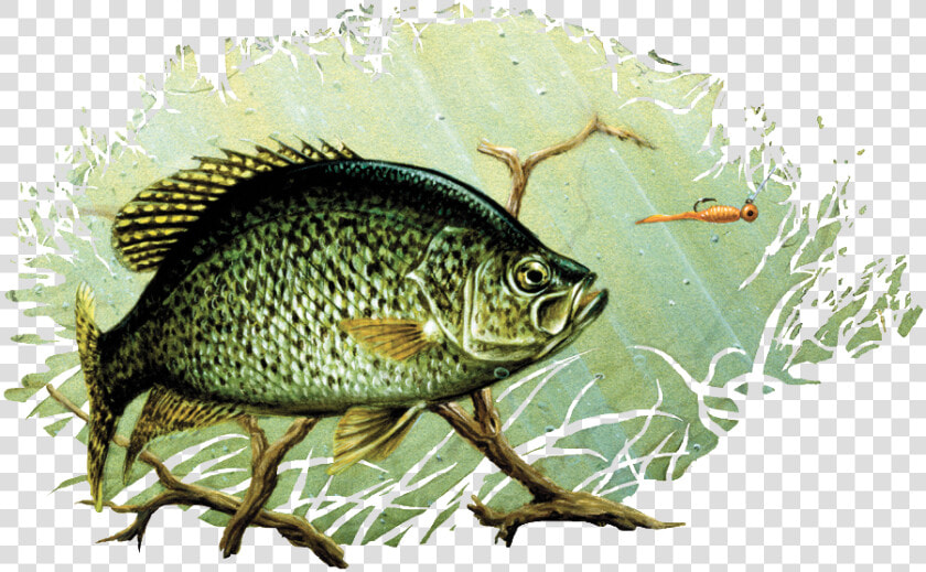 Black Crappie Drawing Painting Largemouth Bass Art   Crappie Drawing  HD Png DownloadTransparent PNG