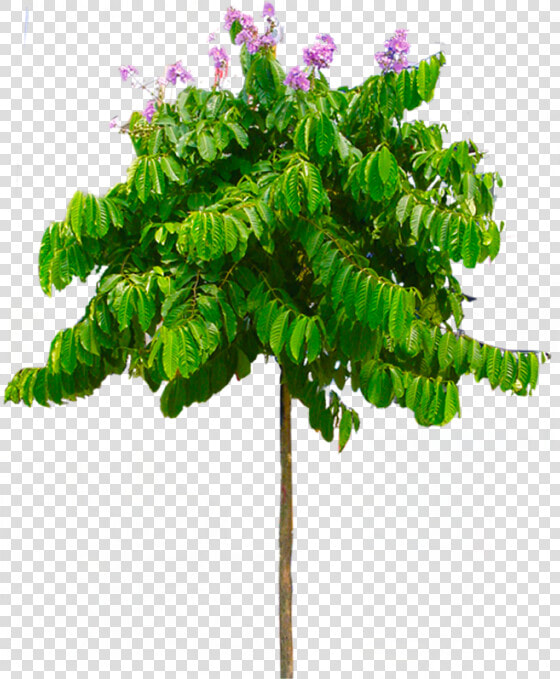 Free Download Tropical Tree Png Transparent Background   Houseplant  Png DownloadTransparent PNG