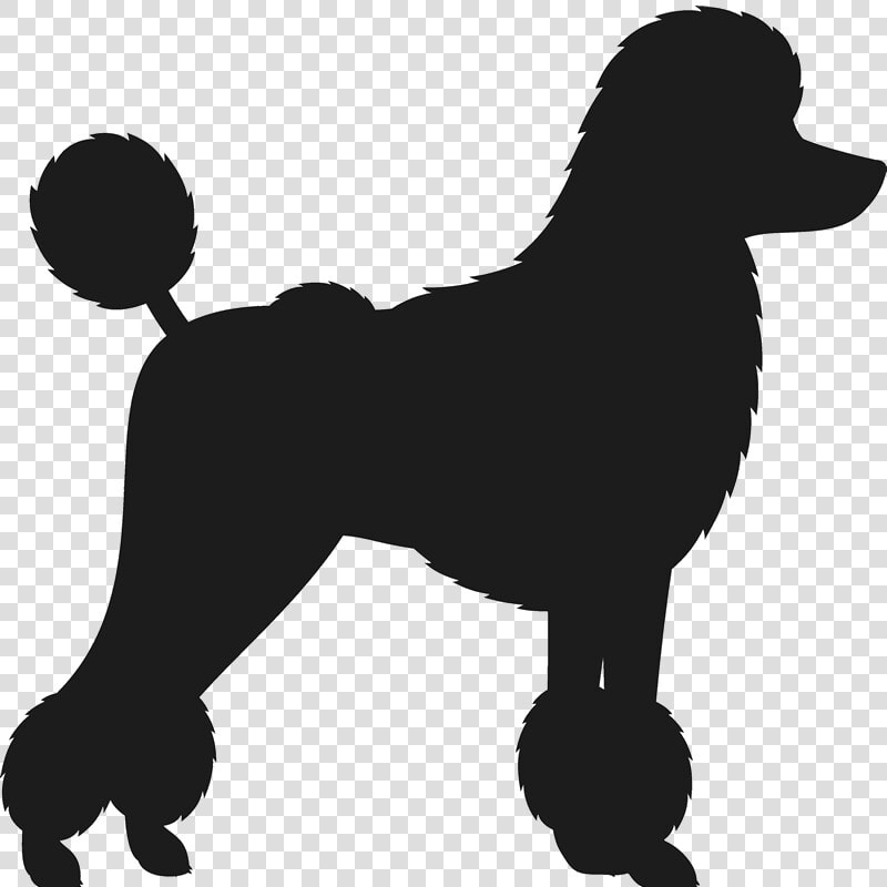 Can You Identify This Formal Dog Breed  HD Png DownloadTransparent PNG