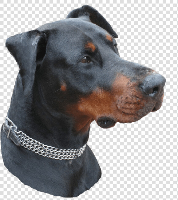 Janes Jansa Von Jahrestal  HD Png DownloadTransparent PNG