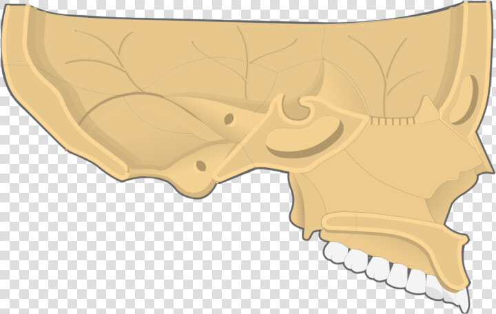 Nasal  Vomer  And Inferior Turbinate Bones Sagittal   Nasal Concha  HD Png DownloadTransparent PNG