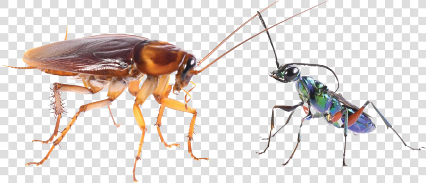 Cockroach Png Transparent Image   Cockroaches Use Karate Kicks To Avoid Becoming Zombies  Png DownloadTransparent PNG